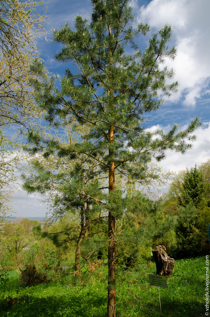 Хвойные воронеж. Сосна меловая ( Pinus Sylvestris). Сосна меловая Pinus Sylvestris var. Cretacea. Реликтовые сосны Белгородская область. Реликтовая меловая сосна Святогорск.