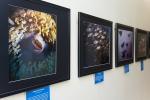 В Кисловодске открывается выставка «Дикий подводный мир»