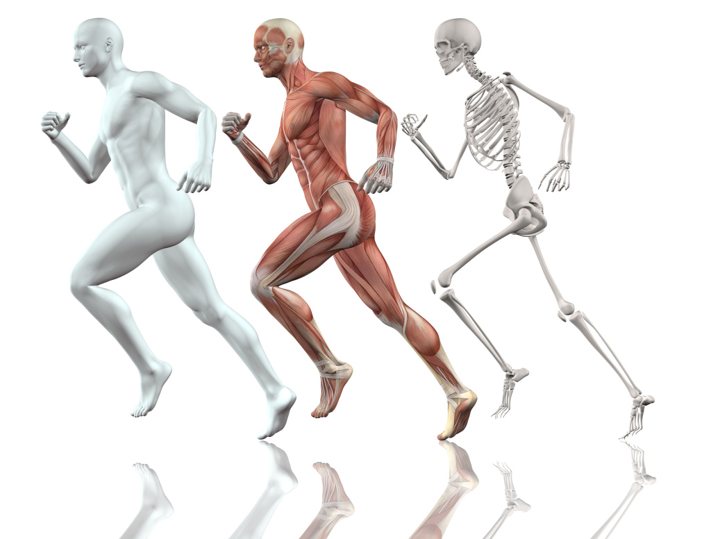 3d-muzskaa-figura-rabotaet-s-karkasom-kozi-i-mysc-karty.jpg