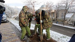 В Пятигорске на курортном бульваре высадили 45 молодых деревьев