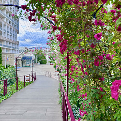  Санаторий «им. Димитрова» Кисловодск. Территория