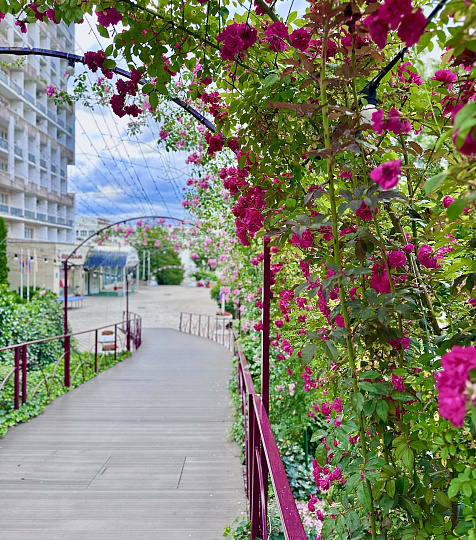  Санаторий «им. Димитрова» Кисловодск. Территория