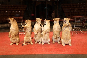 В Кисловодском цирке новая программа «Империя львиц»