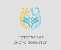 3-комнатный номер «Апартаменты» №815