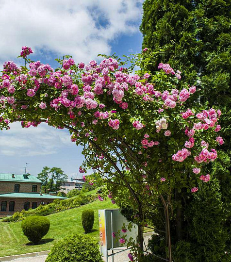  Санаторий «Кругозор» территория