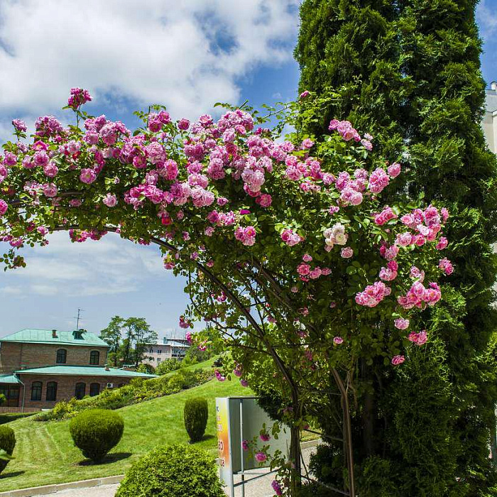  Санаторий «Кругозор» территория
